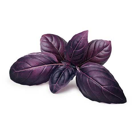Basil - Purple