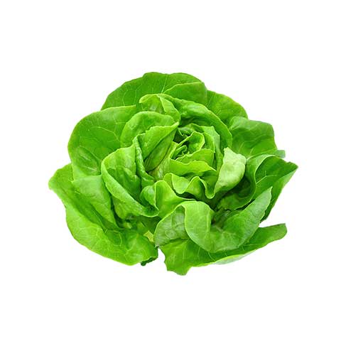 Butterhead lettuce - Green