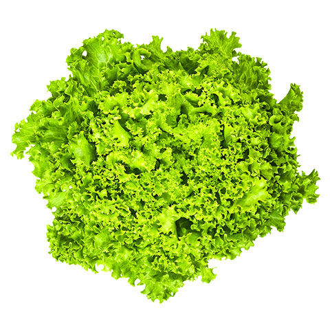 Lollo Bionda Green Lettuce